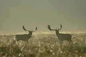 European fallow deer (dama dama) during the rut