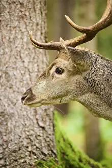 European fallow deer (Dama dama) stag in a forest
