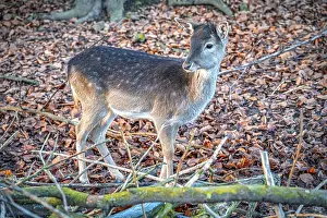 A European fallow deer (Dama dama) stands in the forest and looks to the side