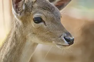 European fallow deer (Dama dama) youngster