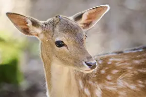 European fallow deer (Dama dama) youngster