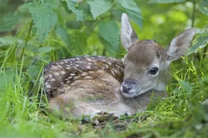 European fallow deer, fawn - (Dama dama dama)