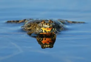 European Fire-bellied Toad (Bombina bombina)