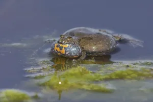 European Fire-bellied Toad (Bombina bombina) calling in the water