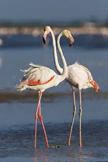 European Flamingo (Phoenicopterus roseus)