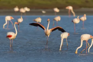 European Flamingo (Phoenicopterus roseus)