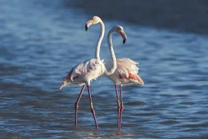 European Flamingo (Phoenicopterus roseus)