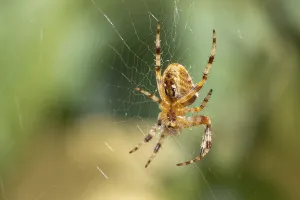 European garden spider (Araneus diadematus), lower view, sitting in web, Ternitz, Lower Austria, Austria, Europe