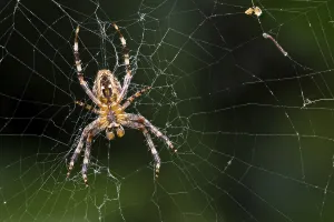 European garden spider (Araneus diadematus)
