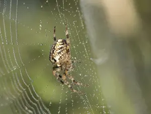 European garden spider (Araneus diadematus)