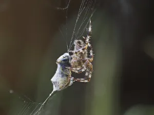 European garden spider (Araneus diadematus) with a prey wasp