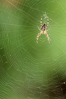 European Garden Spider (Araneus diadematus) on web