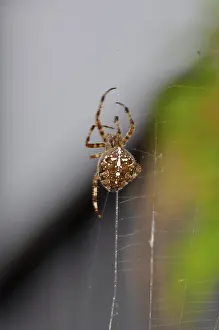 European garden spider (Araneus diadematus) in the web