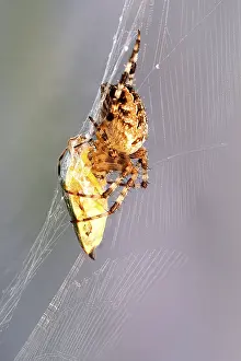 European garden spider (Araneus diadematus) in web with captured bug