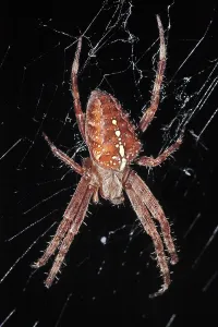 European garden spider, cross spider (Araneus diadematus) in a cobweb