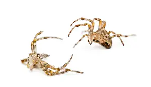 European garden spiders, also known as cross spiders