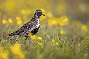 European golden plover (Pluvialis apricaria) surrounded by dandelions