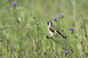 European goldfinch (Carduelis carduelis)