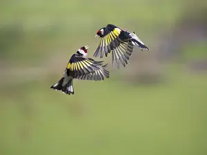 European Goldfinch (Carduelis carduelis)