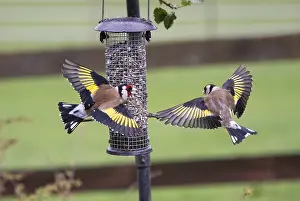 European Goldfinch (Carduelis carduelis)
