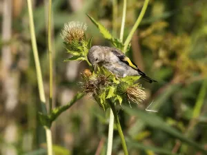 European Goldfinch, (Carduelis carduelis)