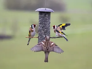 European Goldfinch (Carduelis carduelis)