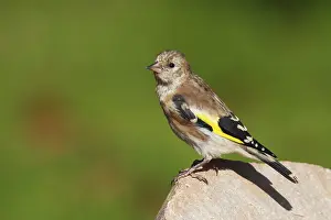European Goldfinch (Carduelis carduelis)