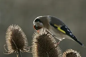 European goldfinch (Carduelis carduelis)