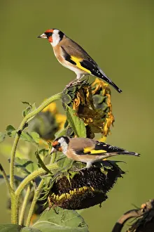 European Goldfinch (Carduelis carduelis)