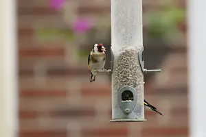 European goldfinch (Carduelis carduelis) adult bird feeding on a garden bird feeder filled with sunflower seed hearts