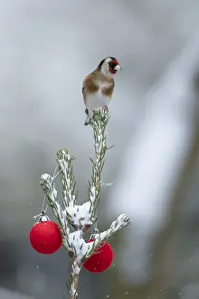 European goldfinch (Carduelis carduelis) adult garden bird on a snow covered Christmas spruce tree in winter