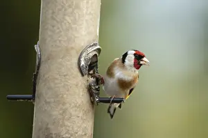 European goldfinch (Carduelis carduelis) adult bird on a garden bird feeder filled with sunflower seed hearts