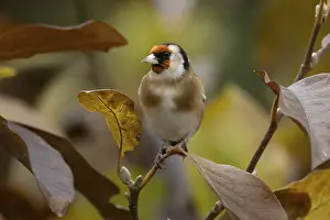 European goldfinch (Carduelis carduelis) adult bird in a garden magnolia tree with autumn colour leaves