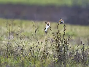 European goldfinch on the twig