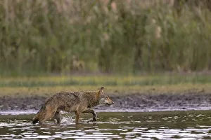 European gray wolf (Canis lupus)