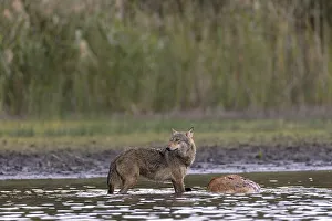 European gray wolf (Canis lupus)