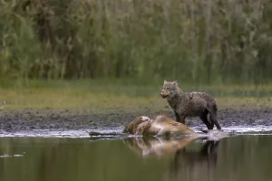European gray wolf (Canis lupus)