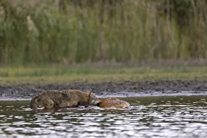 European gray wolf (Canis lupus)