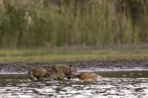European gray wolf (Canis lupus)