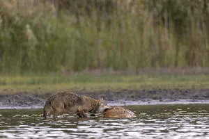 European gray wolf (Canis lupus)