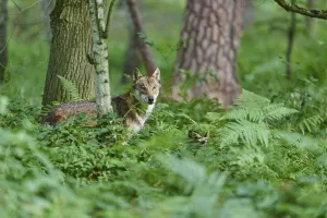European gray wolf (Canis lupus)