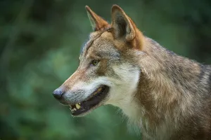 European gray wolf (Canis lupus)