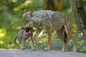 European gray wolf (Canis lupus)