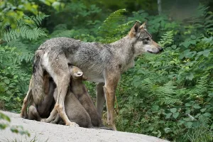 European gray wolf (Canis lupus)