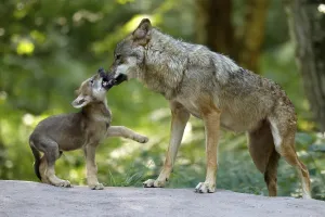 European gray wolf (Canis lupus)