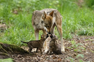 European gray wolf (Canis lupus)
