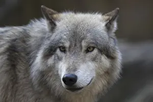 European gray wolf (canis lupus)