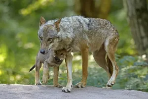 European gray wolf (Canis lupus)