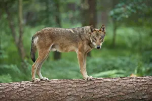 European gray wolf (Canis lupus)