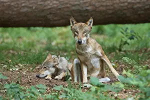 European gray wolf (Canis lupus)